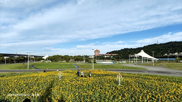 2025大佳河濱公園向日葵花海，9/18花況直擊🌸，向日葵海