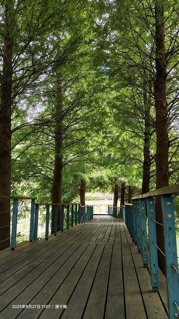 2025桃園長庚養生村落羽松最新現況分享，9/27現場直擊，