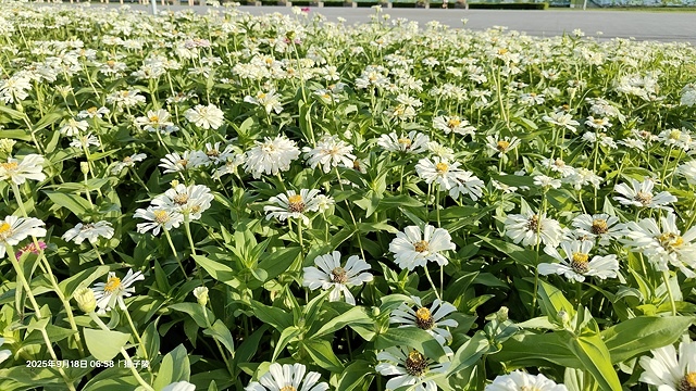2025大佳河濱公園向日葵花海，9/18花況直擊🌸，向日葵海