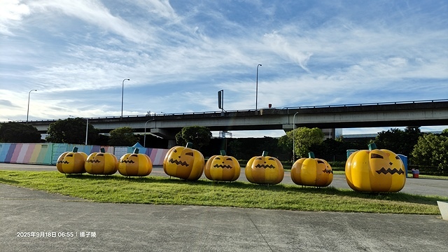 2025大佳河濱公園向日葵花海，9/18花況直擊🌸，向日葵海