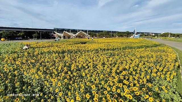 2025大佳河濱公園向日葵花海，9/18花況直擊🌸，向日葵海