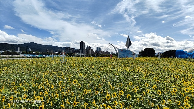 2025大佳河濱公園向日葵花海，9/18花況直擊🌸，向日葵海