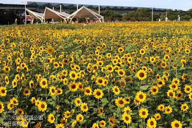 2025大佳河濱公園向日葵花海，9/18花況直擊🌸，向日葵海