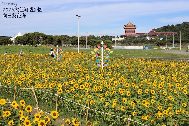 2025大佳河濱公園向日葵花海，9/18花況直擊🌸，向日葵海
