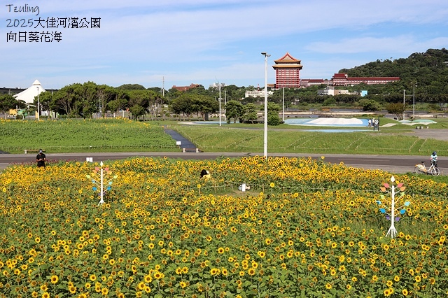 2025大佳河濱公園向日葵花海，9/18花況直擊🌸，向日葵海