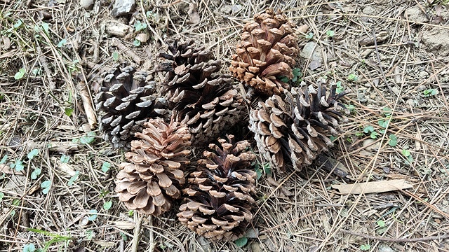 2025桃園長庚養生村落羽松最新現況分享，9/27現場直擊，