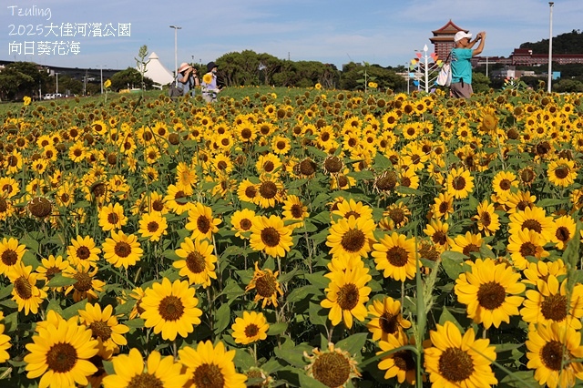 2025大佳河濱公園向日葵花海，9/18花況直擊🌸，向日葵海