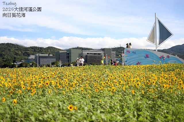 2025大佳河濱公園向日葵花海，9/18花況直擊🌸，向日葵海