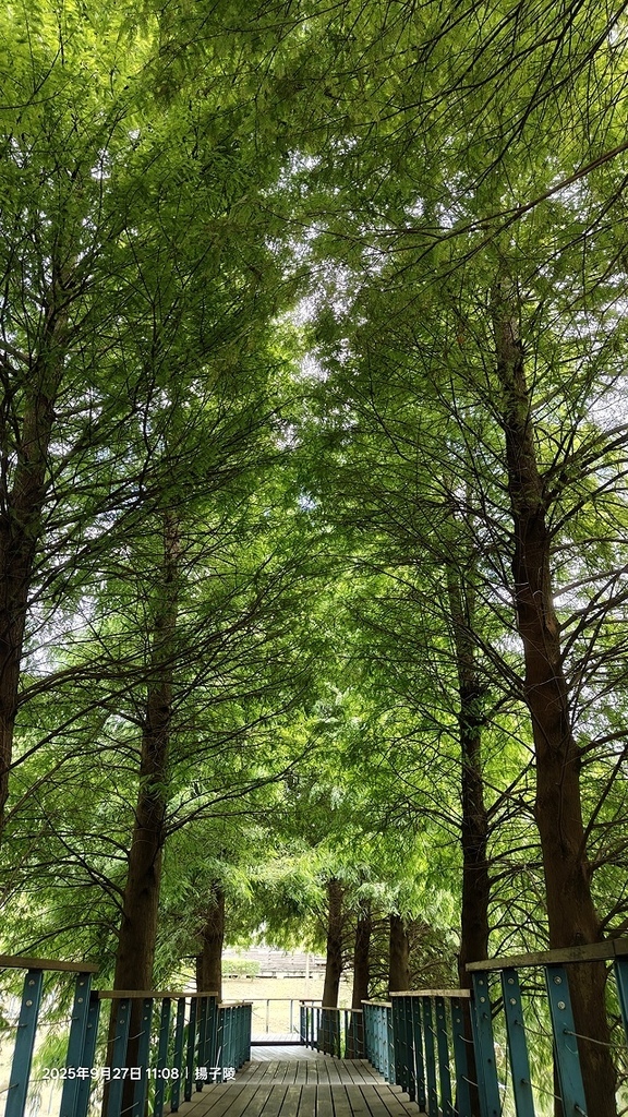 2025桃園長庚養生村落羽松最新現況分享，9/27現場直擊，
