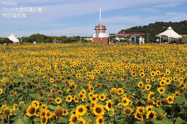 2025大佳河濱公園向日葵花海，9/18花況直擊🌸，向日葵海