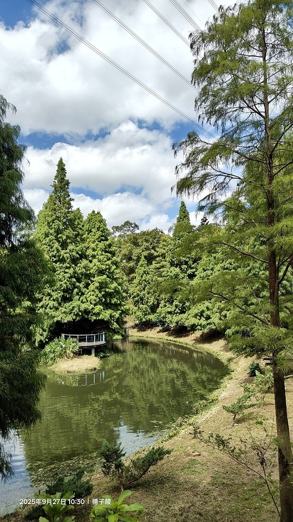 2025桃園長庚養生村落羽松最新現況分享，9/27現場直擊，