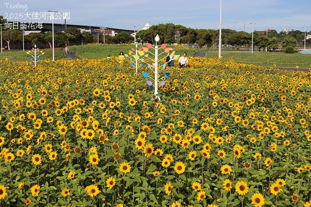 2025大佳河濱公園向日葵花海，9/18花況直擊🌸，向日葵海