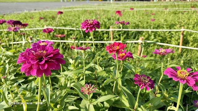 2025大佳河濱公園向日葵花海，9/18花況直擊🌸，向日葵海