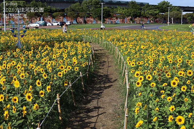 2025大佳河濱公園向日葵花海，9/18花況直擊🌸，向日葵海