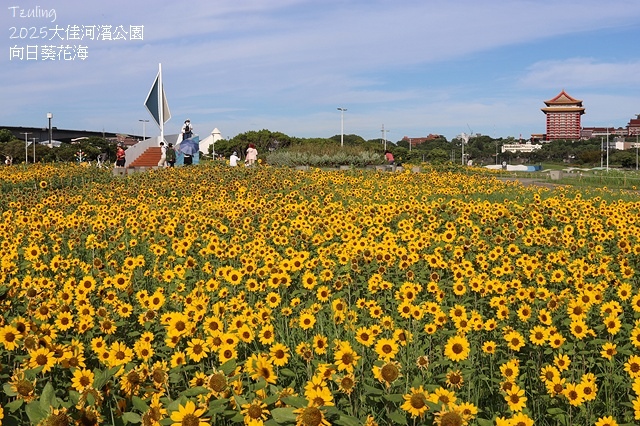 2025大佳河濱公園向日葵花海，9/18花況直擊🌸，向日葵海