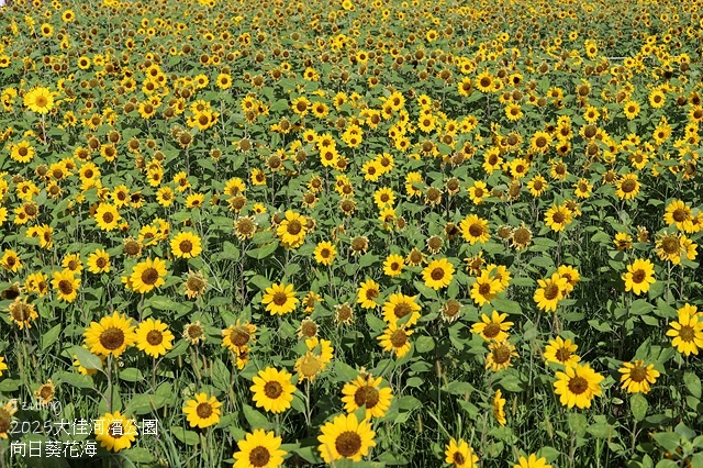 2025大佳河濱公園向日葵花海，9/18花況直擊🌸，向日葵海