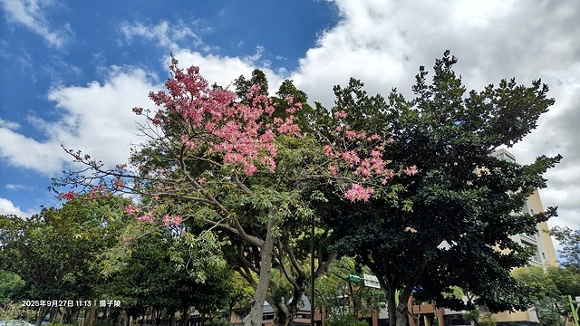 2025桃園長庚養生村落羽松最新現況分享，9/27現場直擊，
