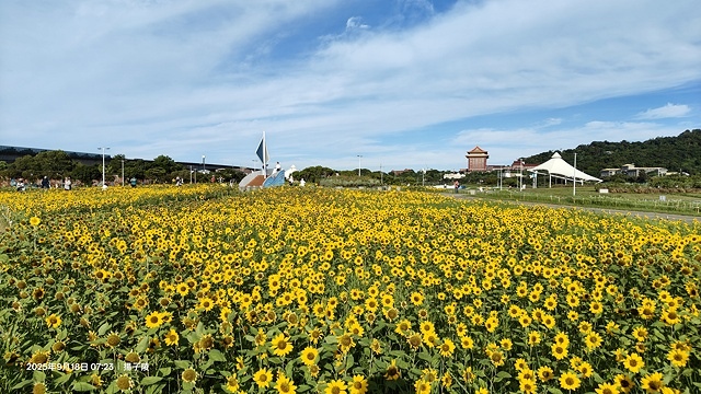 2025大佳河濱公園向日葵花海，9/18花況直擊🌸，向日葵海