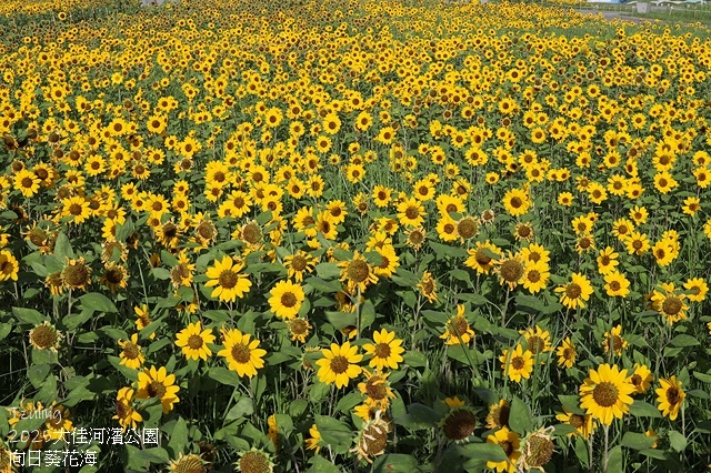 2025大佳河濱公園向日葵花海，9/18花況直擊🌸，向日葵海