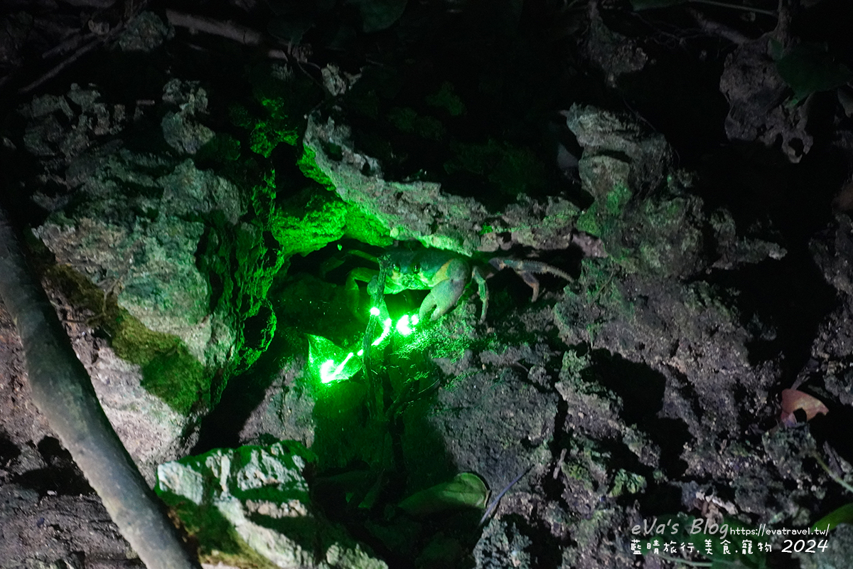 屏東縣琉球鄉【小琉球活動】夜間生態導覽｜觀星、紫地蟹、愛情鳥、棋盤腳花開體驗。小琉球旅行