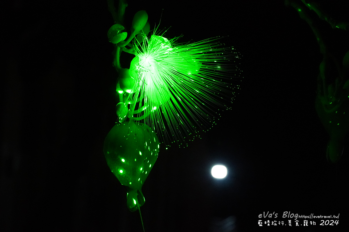 屏東縣琉球鄉【小琉球活動】夜間生態導覽｜觀星、紫地蟹、愛情鳥、棋盤腳花開體驗。小琉球旅行