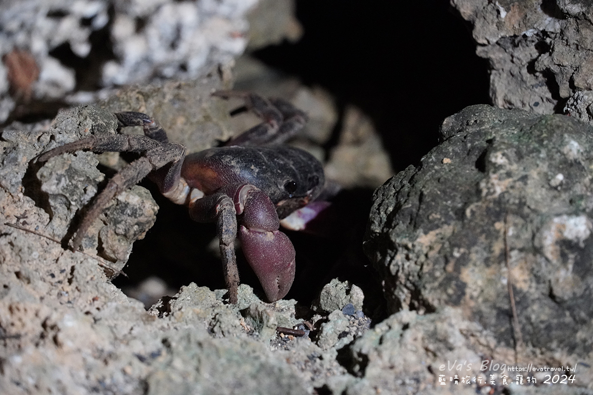 屏東縣琉球鄉【小琉球活動】夜間生態導覽｜觀星、紫地蟹、愛情鳥、棋盤腳花開體驗。小琉球旅行