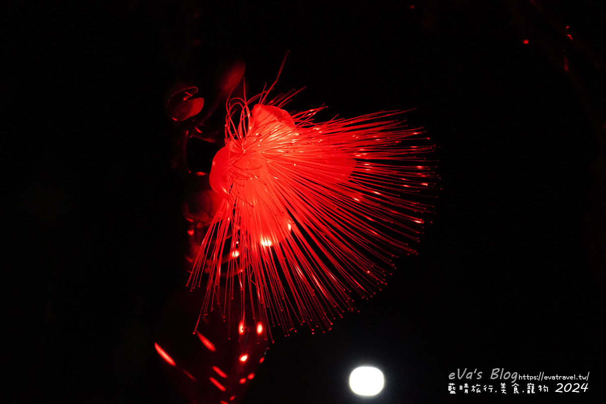 屏東縣琉球鄉【小琉球活動】夜間生態導覽｜觀星、紫地蟹、愛情鳥、棋盤腳花開體驗。小琉球旅行