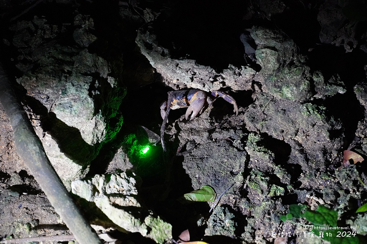 屏東縣琉球鄉【小琉球活動】夜間生態導覽｜觀星、紫地蟹、愛情鳥、棋盤腳花開體驗。小琉球旅行