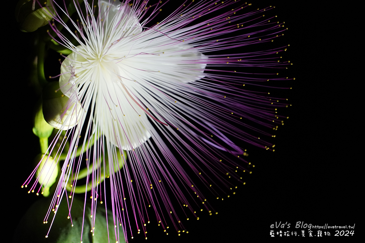 屏東縣琉球鄉【小琉球活動】夜間生態導覽｜觀星、紫地蟹、愛情鳥、棋盤腳花開體驗。小琉球旅行