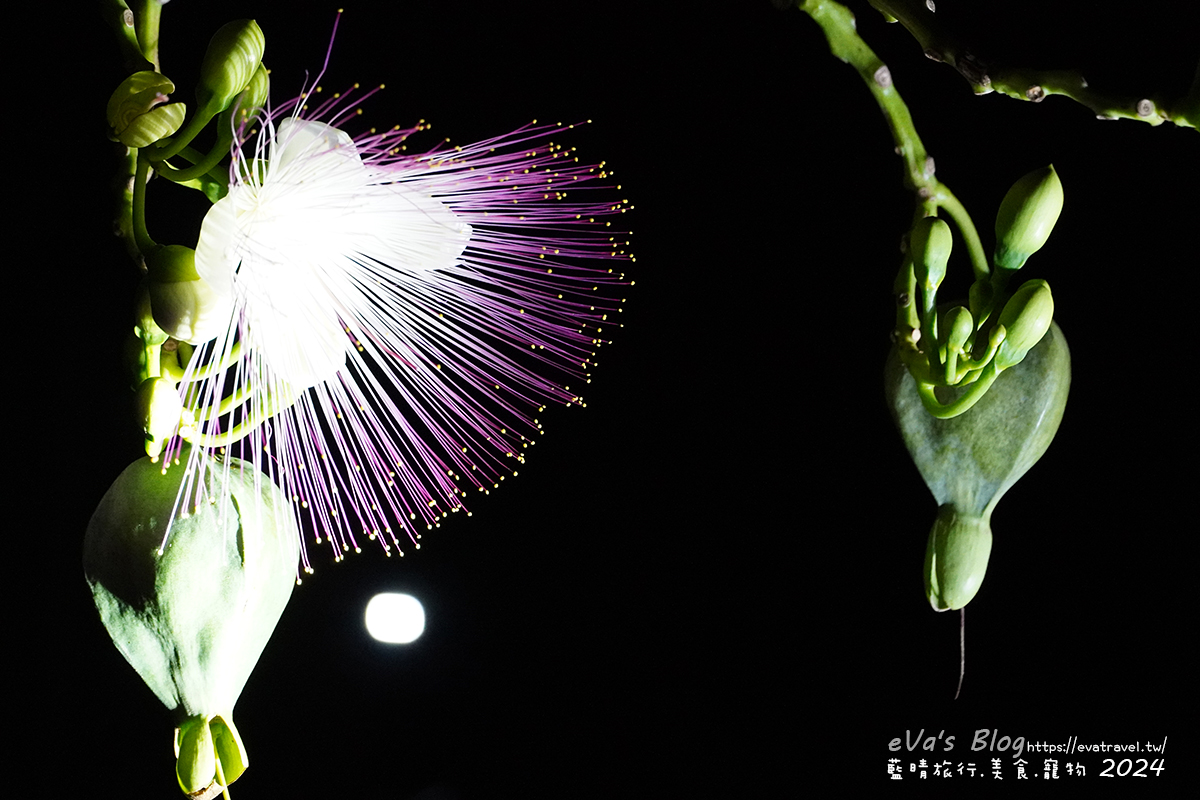 屏東縣琉球鄉【小琉球活動】夜間生態導覽｜觀星、紫地蟹、愛情鳥、棋盤腳花開體驗。小琉球旅行