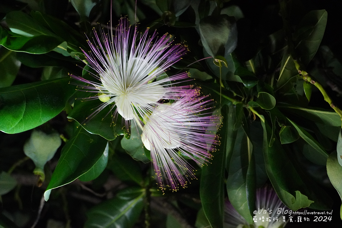 屏東縣琉球鄉【小琉球活動】夜間生態導覽｜觀星、紫地蟹、愛情鳥、棋盤腳花開體驗。小琉球旅行