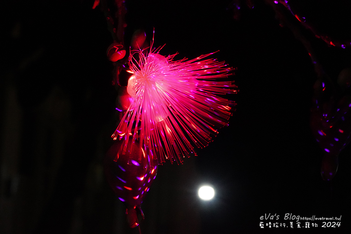 屏東縣琉球鄉【小琉球活動】夜間生態導覽｜觀星、紫地蟹、愛情鳥、棋盤腳花開體驗。小琉球旅行