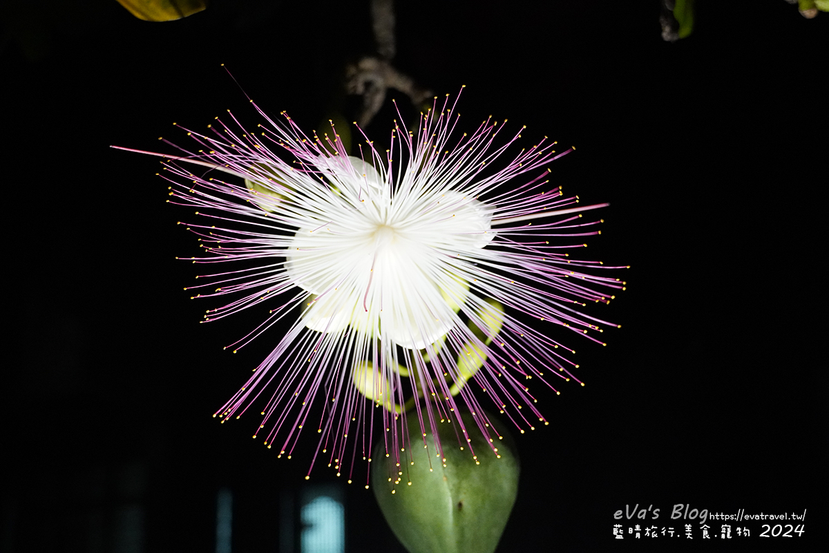 屏東縣琉球鄉【小琉球活動】夜間生態導覽｜觀星、紫地蟹、愛情鳥、棋盤腳花開體驗。小琉球旅行