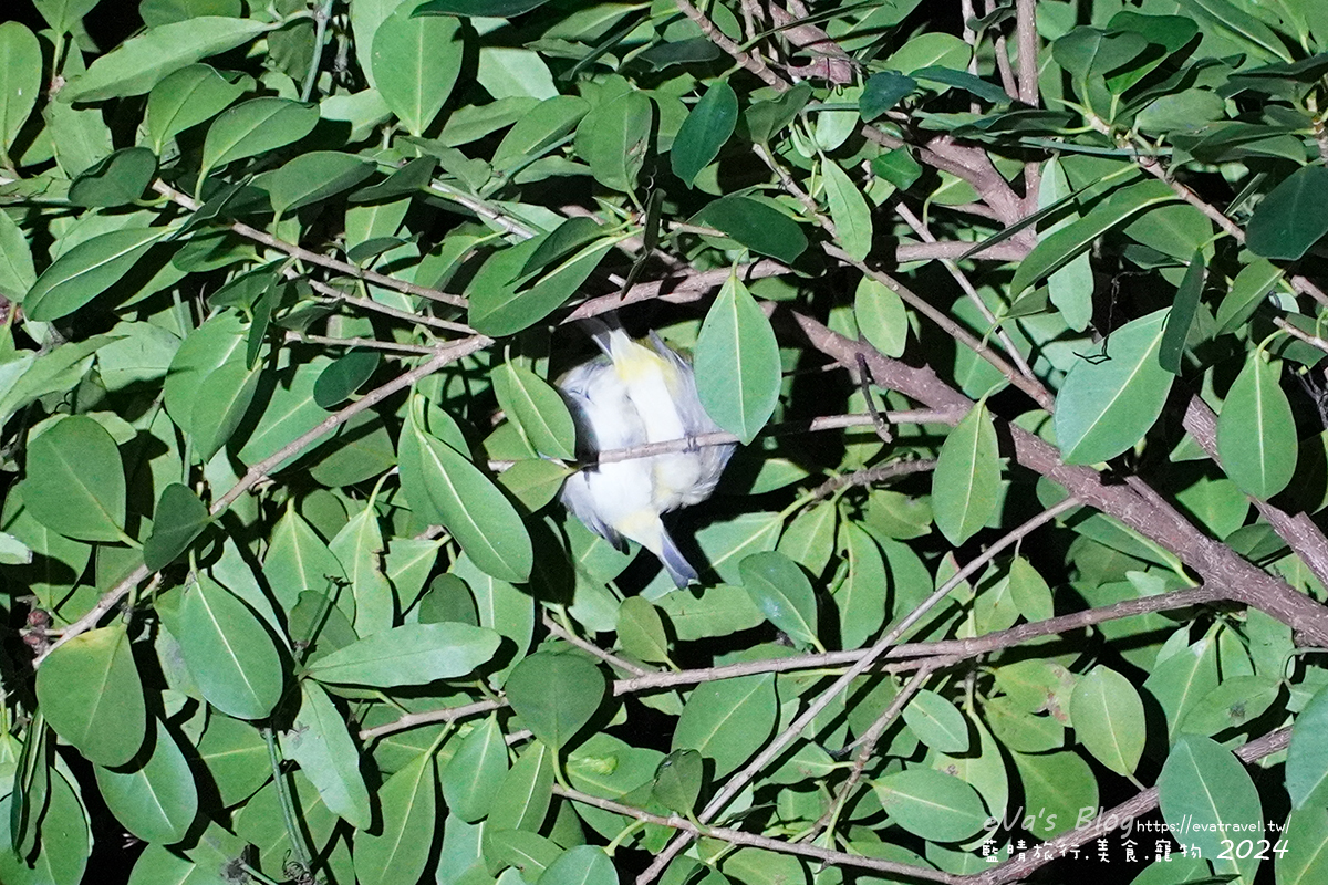 屏東縣琉球鄉【小琉球活動】夜間生態導覽｜觀星、紫地蟹、愛情鳥、棋盤腳花開體驗。小琉球旅行