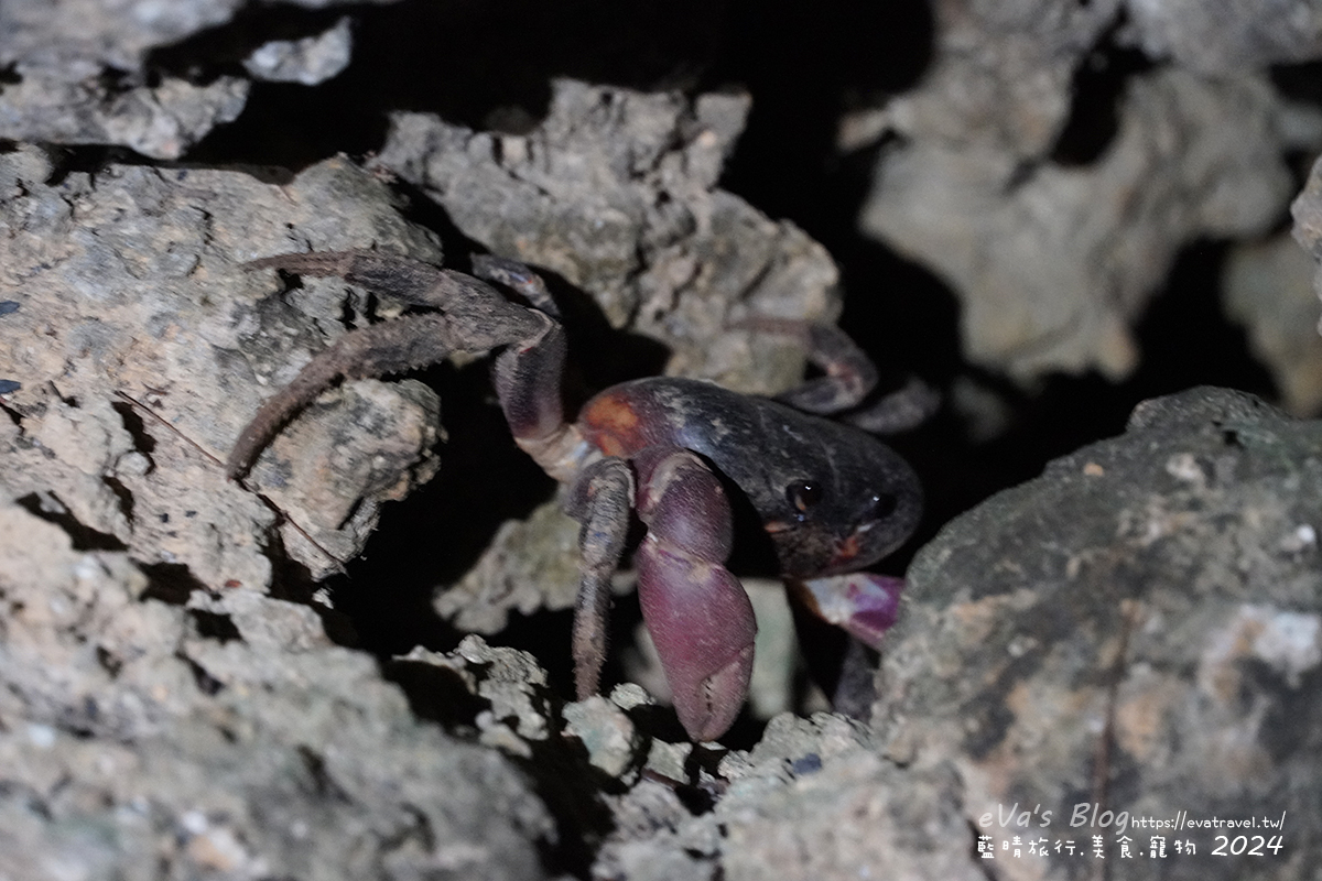 屏東縣琉球鄉【小琉球活動】夜間生態導覽｜觀星、紫地蟹、愛情鳥、棋盤腳花開體驗。小琉球旅行