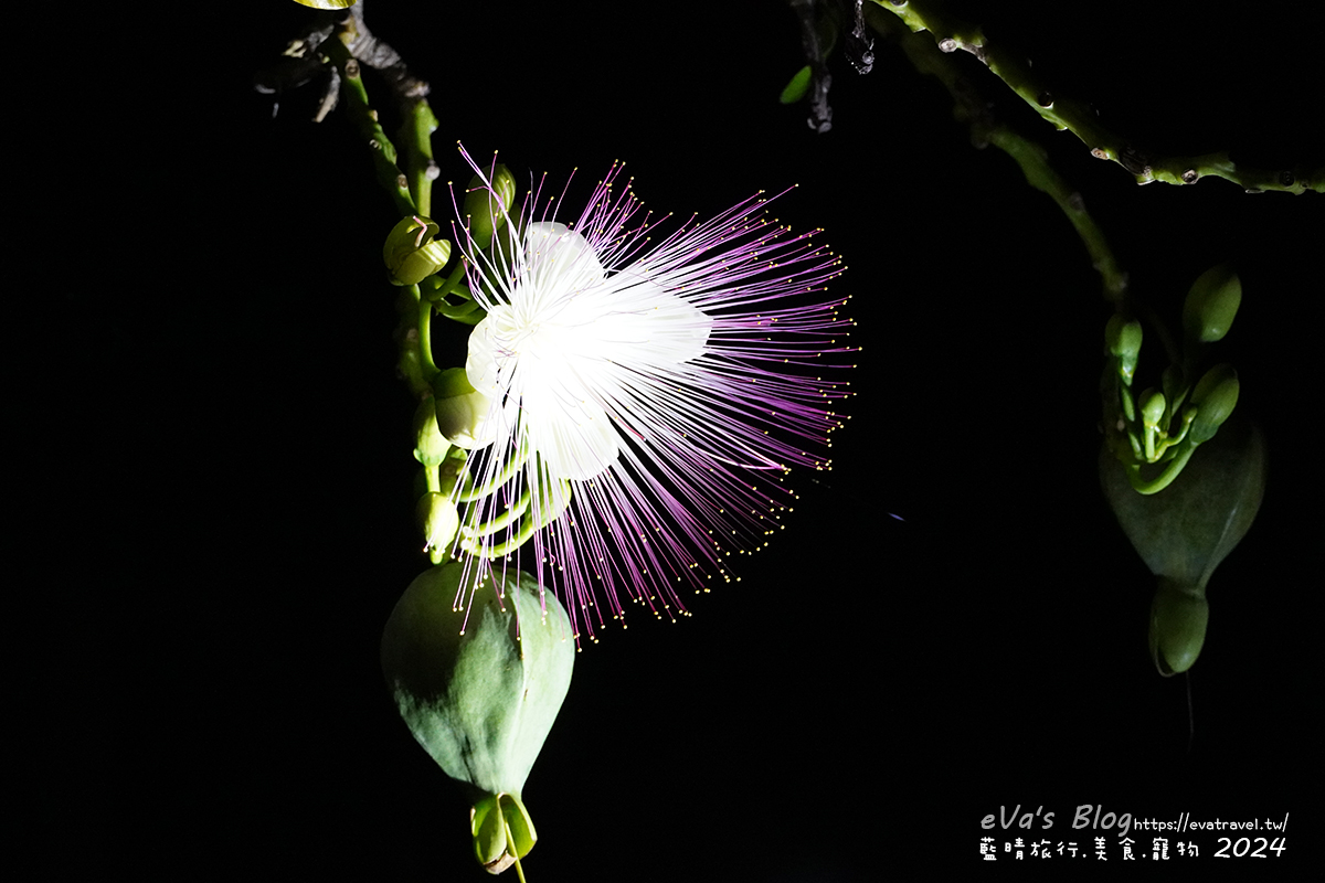 屏東縣琉球鄉【小琉球活動】夜間生態導覽｜觀星、紫地蟹、愛情鳥、棋盤腳花開體驗。小琉球旅行