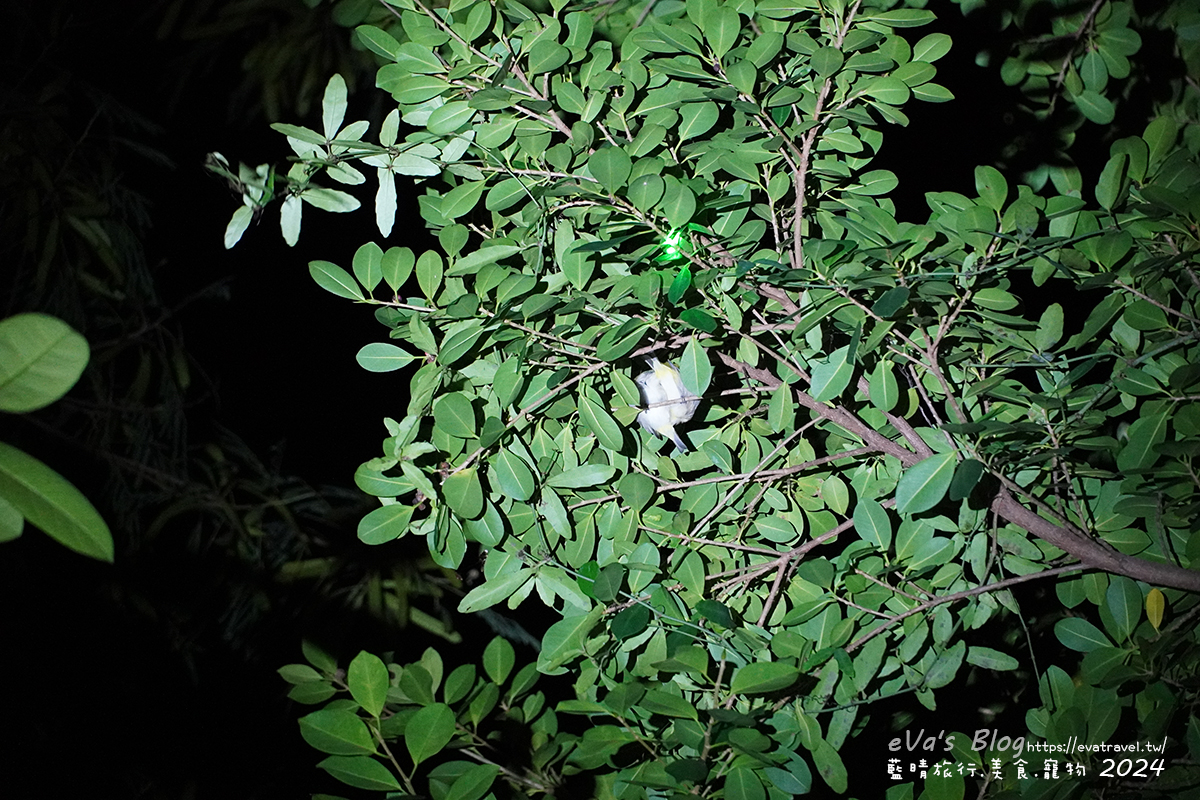 屏東縣琉球鄉【小琉球活動】夜間生態導覽｜觀星、紫地蟹、愛情鳥、棋盤腳花開體驗。小琉球旅行