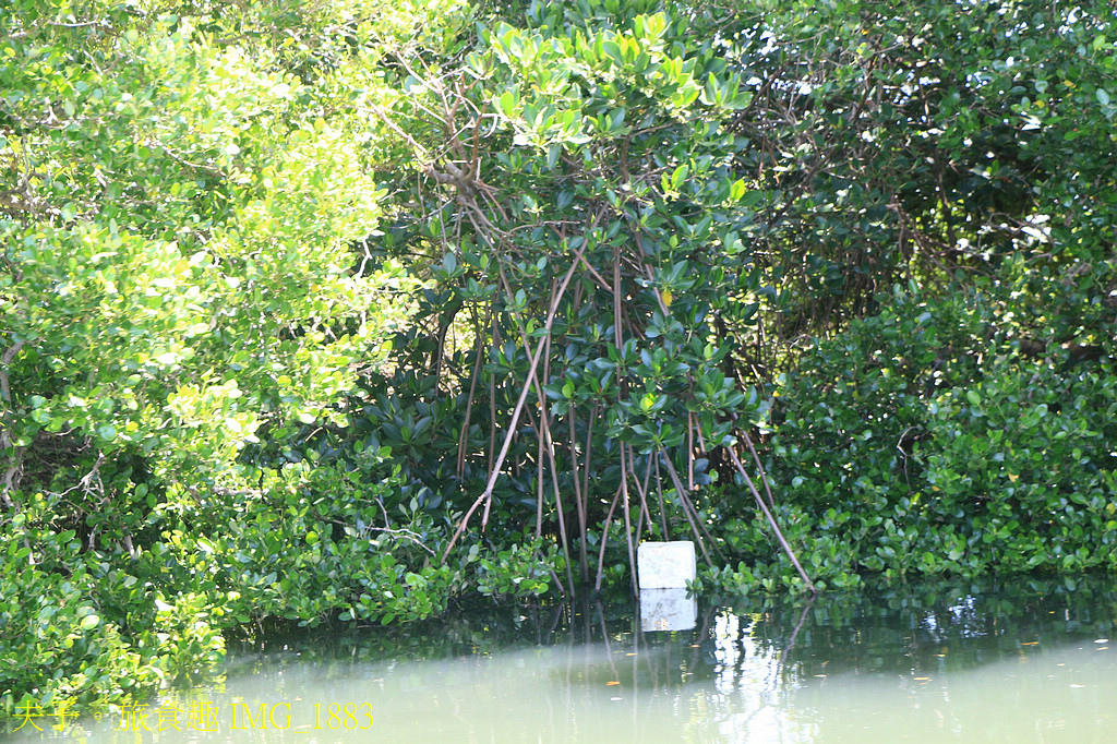 四鯤鯓紅樹林生態遊船 紅樹林生態 X 養蚵產業 X 安平商港