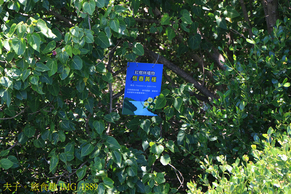 四鯤鯓紅樹林生態遊船 紅樹林生態 X 養蚵產業 X 安平商港