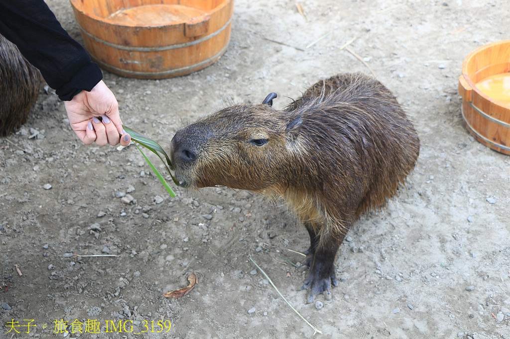 2025卡比胖拉出沒注意！台南萌翻天 快揪朋友來台南安平找超