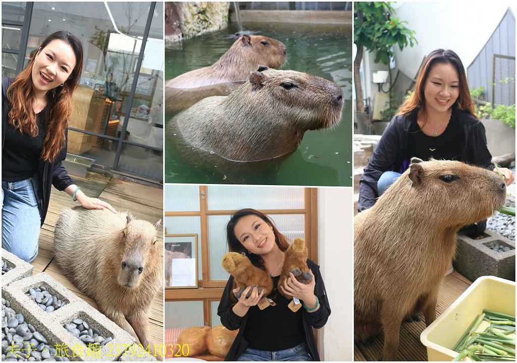 2025卡比胖拉出沒注意！台南萌翻天 快揪朋友來台南安平找超