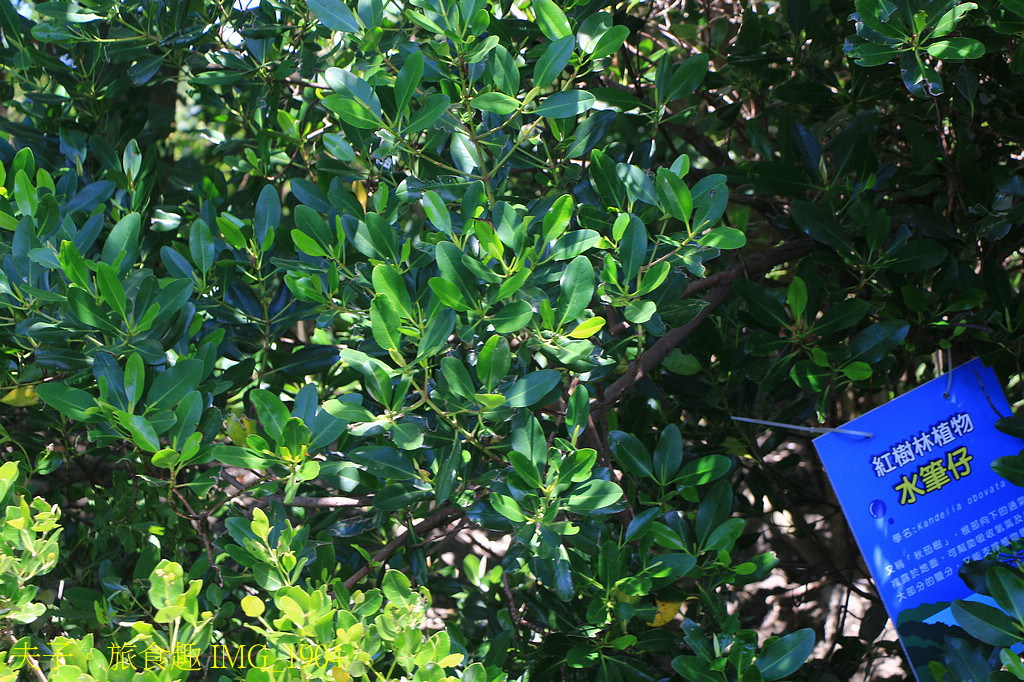 四鯤鯓紅樹林生態遊船 紅樹林生態 X 養蚵產業 X 安平商港