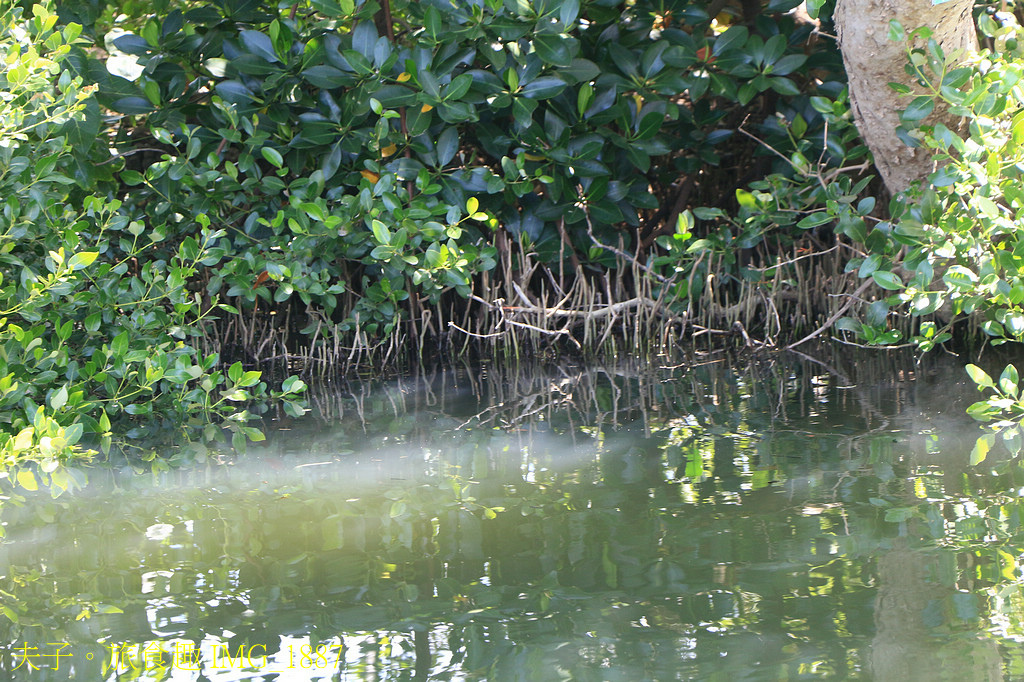 四鯤鯓紅樹林生態遊船 紅樹林生態 X 養蚵產業 X 安平商港