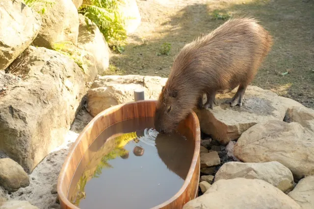 南投縣鹿谷鄉2025鹿芝谷生態景觀園區全攻略｜交通路線、門票優惠、必看可愛小動物、多肉DIY及下午茶體驗
