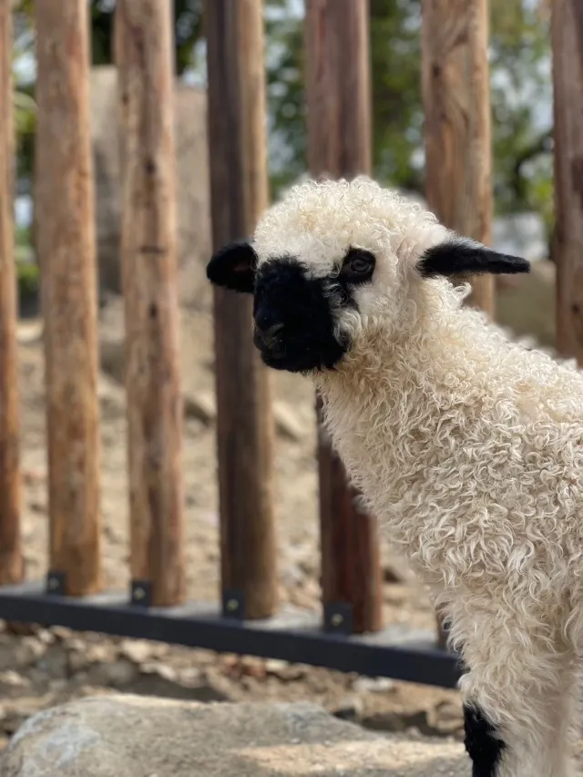 南投縣鹿谷鄉2025鹿芝谷生態景觀園區全攻略｜交通路線、門票優惠、必看可愛小動物、多肉DIY及下午茶體驗