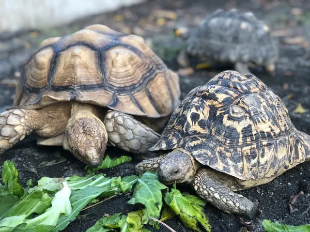 南投縣鹿谷鄉2025鹿芝谷生態景觀園區全攻略｜交通路線、門票優惠、必看可愛小動物、多肉DIY及下午茶體驗