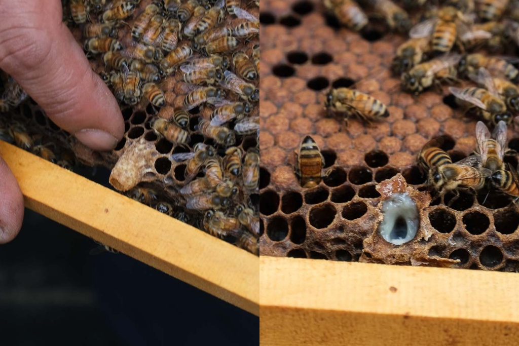 高雄阿蓮｜崗發蜂蜜養蜂人家，零距離與蜜蜂親密接觸！40年純天然蜂蜜自產自銷 @黛西優齁齁 DaisyYohoho 世界自助旅行/旅行狂/背包客/美食生活