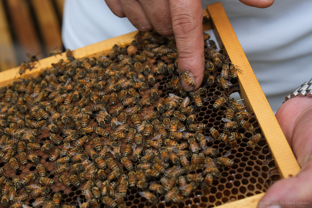 高雄阿蓮｜崗發蜂蜜養蜂人家，零距離與蜜蜂親密接觸！40年純天然蜂蜜自產自銷 @黛西優齁齁 DaisyYohoho 世界自助旅行/旅行狂/背包客/美食生活