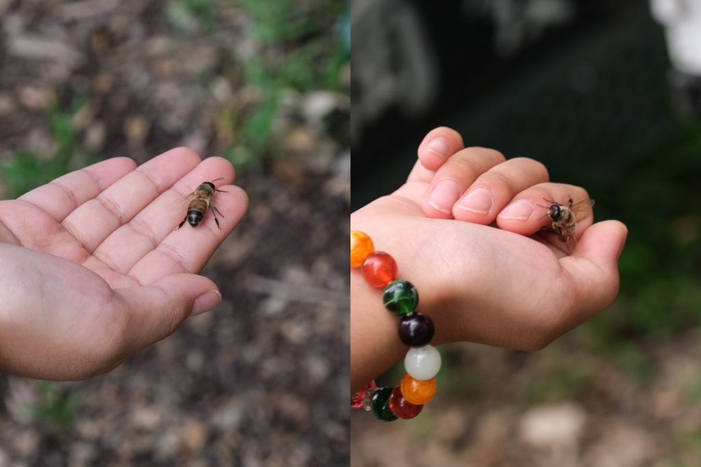 高雄阿蓮｜崗發蜂蜜養蜂人家，零距離與蜜蜂親密接觸！40年純天然蜂蜜自產自銷 @黛西優齁齁 DaisyYohoho 世界自助旅行/旅行狂/背包客/美食生活
