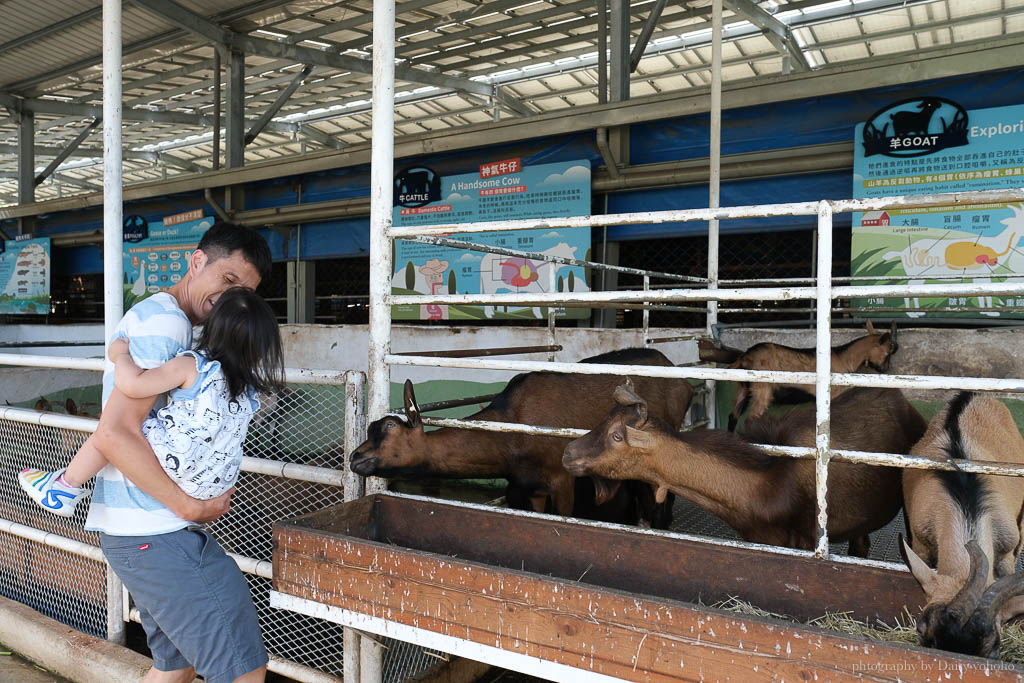 高雄橋頭親子景點「水流莊牧場」餵小羊、吃羊奶冰淇淋《羊奶失竊案》實境解謎好好玩!